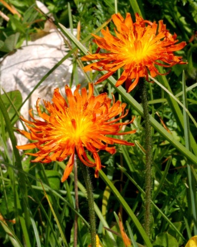 Crepis aurea © <a href="//commons.wikimedia.org/w/index.php?title=User:Enrico_Blasutto&amp;action=edit&amp;redlink=1" class="new" title="User:Enrico Blasutto (page does not exist)">Enrico Blasutto</a>