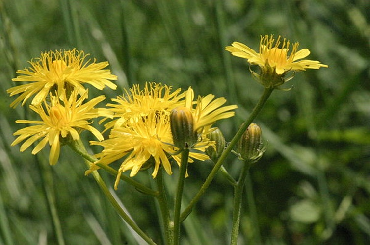 Crepis biennis &copy; <a href="//commons.wikimedia.org/wiki/User:HermannSchachner" title="User:HermannSchachner">HermannSchachner</a>