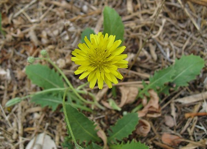Crepis bursifolia © <a href="//commons.wikimedia.org/w/index.php?title=User:Alogiraf&amp;action=edit&amp;redlink=1" class="new" title="User:Alogiraf (page does not exist)">Alogiraf</a>