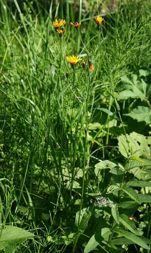 Crepis mollis © <a href="//commons.wikimedia.org/wiki/User:Franz_Xaver" title="User:Franz Xaver">Franz Xaver</a>