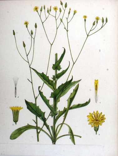 Crepis pulchra &copy; <a href="//commons.wikimedia.org/wiki/User:Oceancetaceen" title="User:Oceancetaceen">Oceancetaceen - Alice Chodura</a>