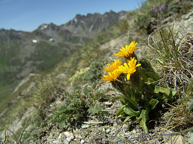 Crepis rhaetica © <a href="//commons.wikimedia.org/wiki/User:Mnolf" title="User:Mnolf">Mnolf</a>