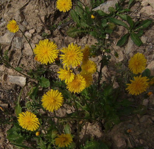 Crepis sancta © <a href="//commons.wikimedia.org/wiki/User:Victor_M._Vicente_Selvas" title="User:Victor M. Vicente Selvas">Victor M. Vicente Selvas</a>