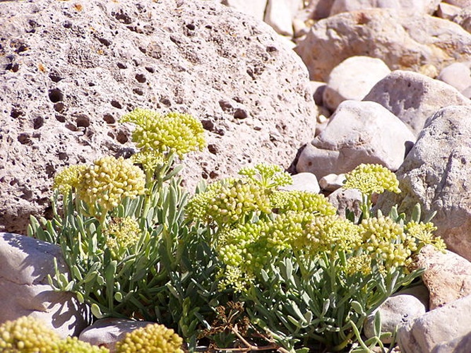 Crithmum maritimum &copy; Júlio Reis (<a href="//commons.wikimedia.org/wiki/User:Tintazul" title="User:Tintazul">User:Tintazul</a>)