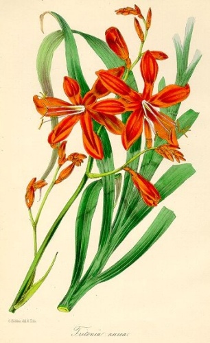 Crocosmia masoniorum &copy; <a href="//commons.wikimedia.org/wiki/Joseph_Paxton" title="Joseph Paxton">Joseph Paxton</a> (1803-1865)