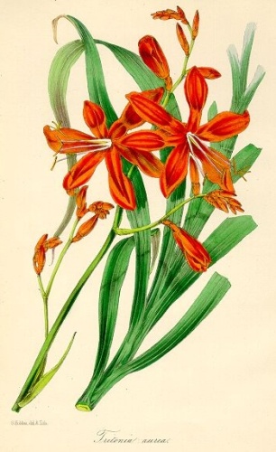 Crocosmia masoniorum © <a href="//commons.wikimedia.org/wiki/Joseph_Paxton" title="Joseph Paxton">Joseph Paxton</a> (1803-1865)