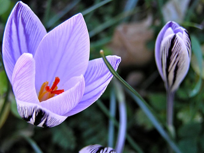 Crocus corsicus © <a href="//commons.wikimedia.org/wiki/User:Pierre_Bona" title="User:Pierre Bona">Pierre Bona</a>