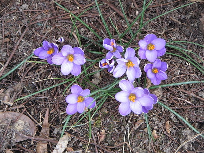 Crocus minimus &copy; <a href="//commons.wikimedia.org/wiki/User:Meneerke_bloem" title="User:Meneerke bloem">Meneerke bloem</a>