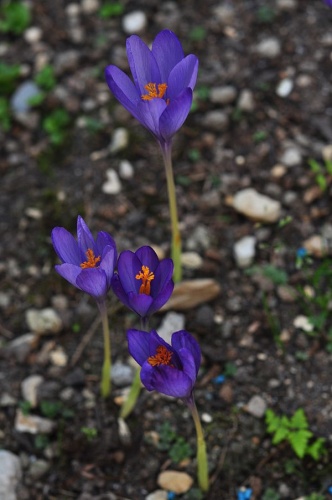 Crocus nudiflorus © <a href="//commons.wikimedia.org/wiki/User:Secundum_naturam" title="User:Secundum naturam">Secundum naturam</a>