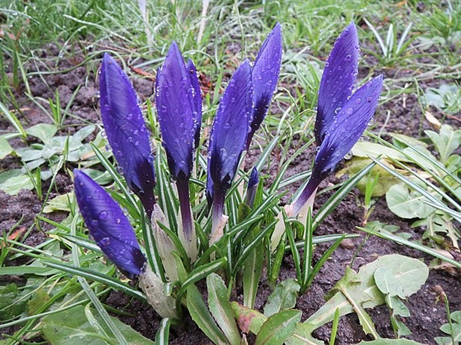 Crocus vernus &copy; <a href="//commons.wikimedia.org/wiki/User:AnRo0002" title="User:AnRo0002">AnRo0002</a>