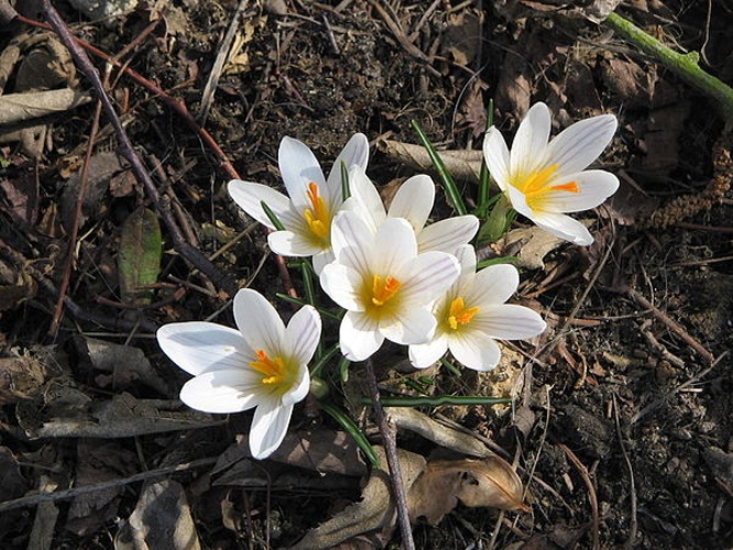Crocus versicolor © <a href="//commons.wikimedia.org/wiki/User:Meneerke_bloem" title="User:Meneerke bloem">Meneerke bloem</a>