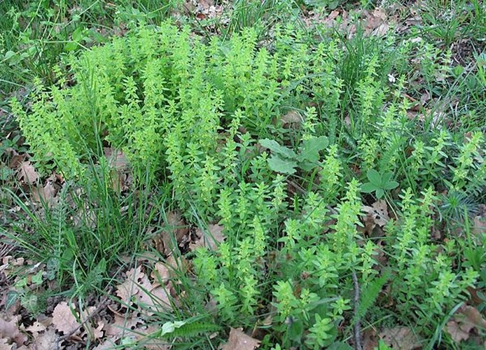 Cruciata glabra &copy; 