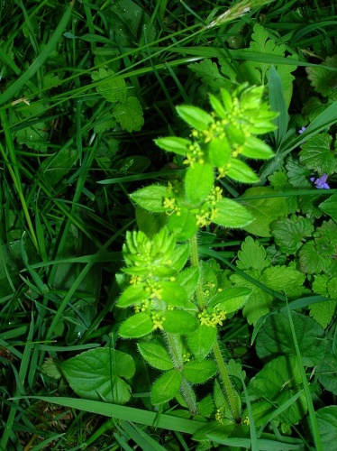 Cruciata laevipes &copy; <a href="//commons.wikimedia.org/wiki/User:Rosser1954" title="User:Rosser1954">Rosser1954</a> Roger Griffith
