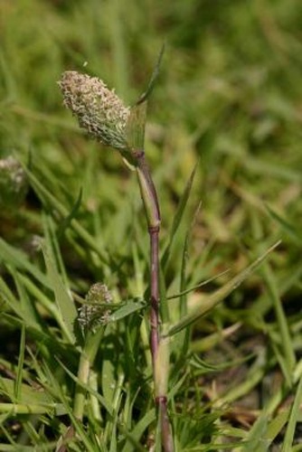 Crypsis schoenoides &copy; Stephen Laymon, Bureau of Land Management