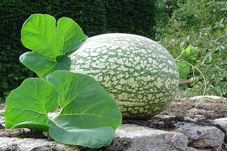 Cucurbita ficifolia © 