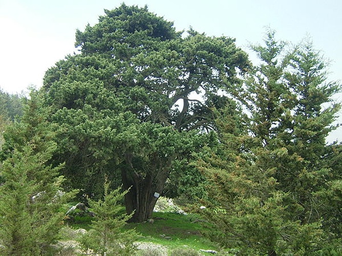 Cupressus sempervirens © Chneophytou