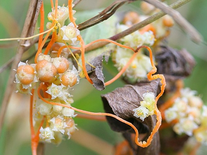 Cuscuta campestris © Kristian Peters -- <a href="//commons.wikimedia.org/wiki/User:Fabelfroh" title="User:Fabelfroh">Fabelfroh</a> 11:46, 16 September 2007 (UTC)