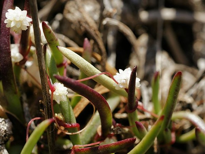 Cuscuta planiflora © <div class="fn value">
Hans Hillewaert</div>