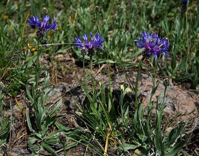 Cyanus triumfettii &copy; <a href="//commons.wikimedia.org/wiki/User:Franz_Xaver" title="User:Franz Xaver">Franz Xaver</a>