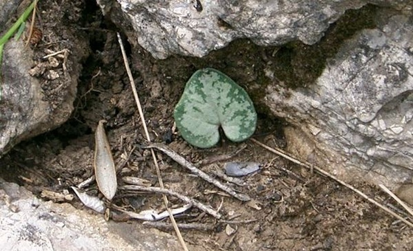 Cyclamen balearicum © <a href="//commons.wikimedia.org/wiki/User:Paucabot" title="User:Paucabot">Pau Cabot</a>