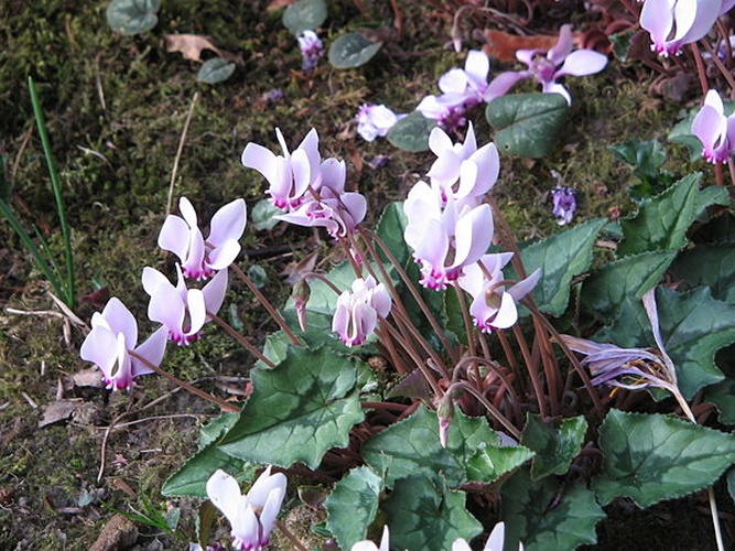 Cyclamen hederifolium © <a href="//commons.wikimedia.org/wiki/User:Meneerke_bloem" title="User:Meneerke bloem">Meneerke bloem</a>