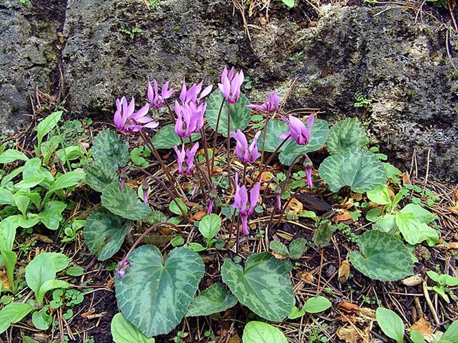 Cyclamen purpurascens © <div class="fn value">
<a href="//commons.wikimedia.org/wiki/User:Orchi" title="User:Orchi">Orchi</a>
</div>