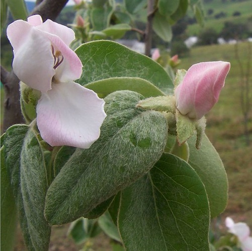 Quince &copy; <a href="https://en.wikipedia.org/wiki/User:Fir0002" class="extiw" title="wikipedia:User:Fir0002">Fir0002</a> at <a href="https://en.wikipedia.org/wiki/" class="extiw" title="wikipedia:">English Wikipedia</a>