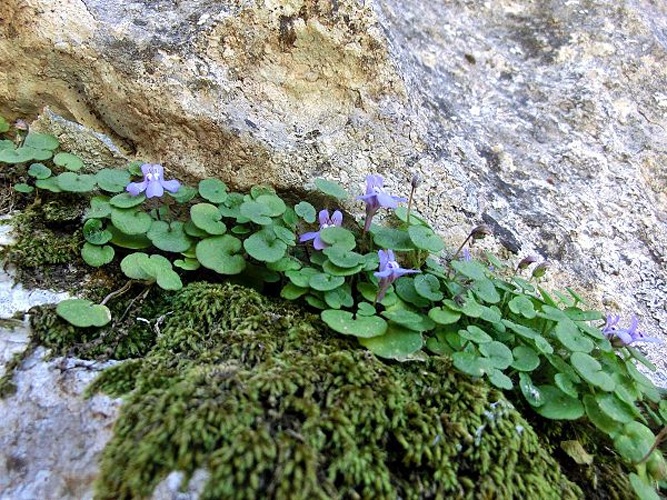 Cymbalaria aequitriloba © <a href="//commons.wikimedia.org/wiki/User:Thiotrix" title="User:Thiotrix">Gabriele Kothe-Heinrich</a>