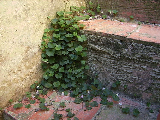 Cymbalaria muralis © <a href="//commons.wikimedia.org/wiki/User:Victor_M._Vicente_Selvas" title="User:Victor M. Vicente Selvas">Victor M. Vicente Selvas</a>