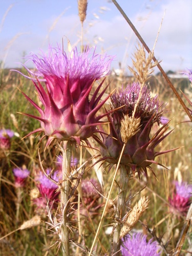 Cynara cardunculus &copy; <a href="//commons.wikimedia.org/wiki/User:Lusitana" title="User:Lusitana">Lusitana</a>