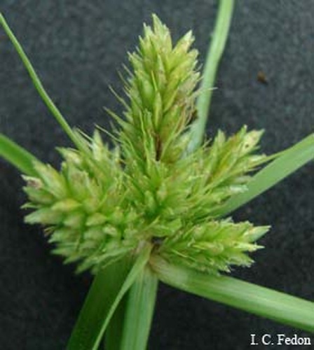 Cyperus aggregatus © <a href="//commons.wikimedia.org/w/index.php?title=User:Irenefedon&amp;action=edit&amp;redlink=1" class="new" title="User:Irenefedon (page does not exist)">Irenefedon</a>