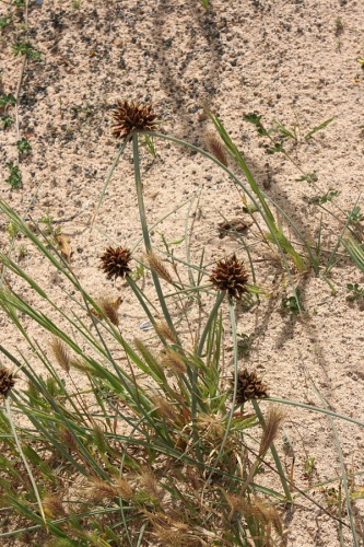 Cyperus capitatus © Frank Vincentz