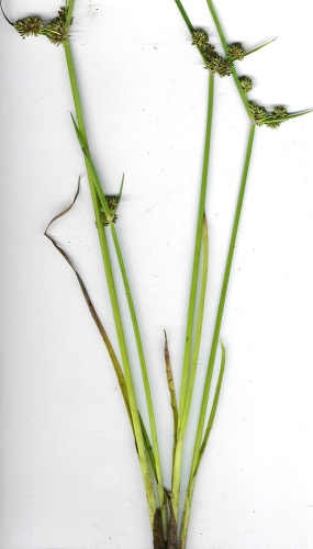 Cyperus difformis &copy; <a rel="nofollow" class="external text" href="http://www.hear.org/starr/">Forest &amp; Kim Starr</a>