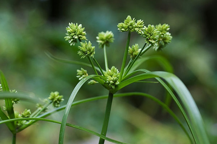 Cyperus eragrostis &copy; <a href="//commons.wikimedia.org/wiki/User:Eric_in_SF" title="User:Eric in SF">Eric in SF</a>