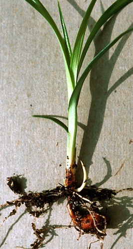 Cyperus esculentus © Dr. Stanley Kays