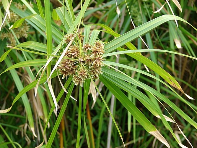 Cyperus involucratus © <a rel="nofollow" class="external text" href="http://www.hear.org/starr/">Forest &amp; Kim Starr</a>