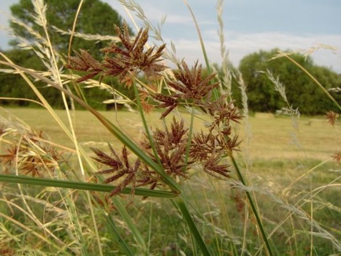 Cyperus longus &copy; Ximénez