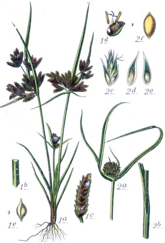 Cyperus michelianus &copy; Johann Georg Sturm (Painter: <a href="https://en.wikipedia.org/wiki/Jacob_Sturm" class="extiw" title="en:Jacob Sturm">Jacob Sturm</a>)