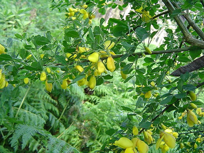 Cytisus arboreus © User:Xemenendura