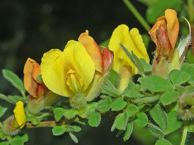 Cytisus hirsutus &copy; <a href="//commons.wikimedia.org/wiki/User:Hectonichus" title="User:Hectonichus">Hectonichus</a>