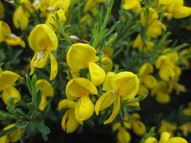 Cytisus oromediterraneus © <a href="//commons.wikimedia.org/w/index.php?title=User:Francdubtes&amp;action=edit&amp;redlink=1" class="new" title="User:Francdubtes (page does not exist)">Francdubtes</a>