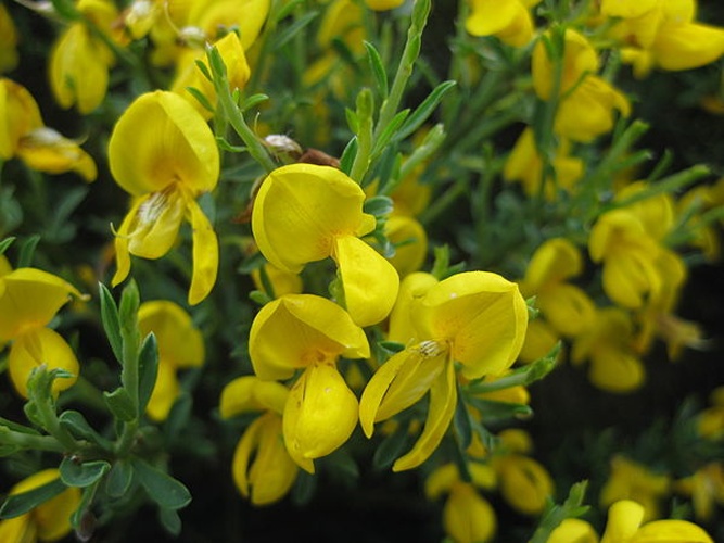 Cytisus oromediterraneus &copy; <a href="//commons.wikimedia.org/w/index.php?title=User:Francdubtes&amp;action=edit&amp;redlink=1" class="new" title="User:Francdubtes (page does not exist)">Francdubtes</a>
