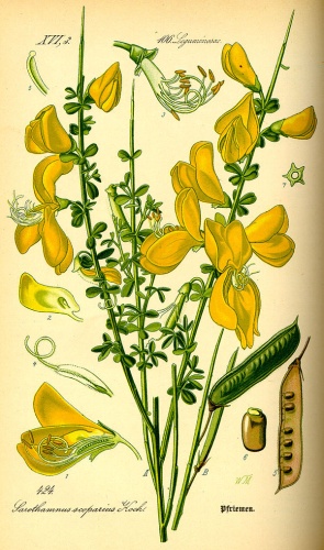 Cytisus scoparius &copy; 