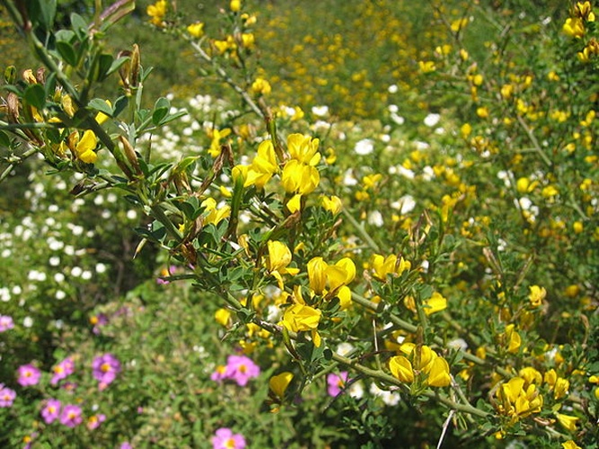 Cytisus spinosus © 