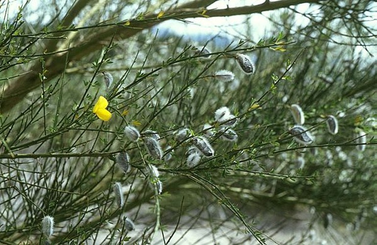 Cytisus striatus © <a href="//commons.wikimedia.org/wiki/User:Franz_Xaver" title="User:Franz Xaver">Franz Xaver</a>