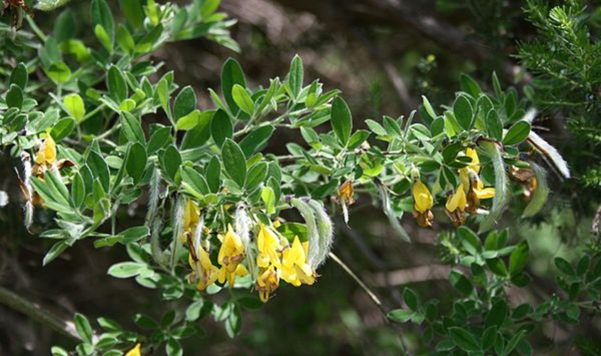 Cytisus villosus © <a href="//commons.wikimedia.org/wiki/User:Franz_Xaver" title="User:Franz Xaver">Franz Xaver</a>