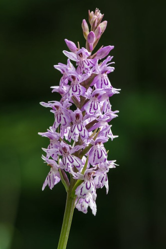 Common spotted orchid © <a href="//commons.wikimedia.org/wiki/User:Uoaei1" title="User:Uoaei1">Uoaei1</a>