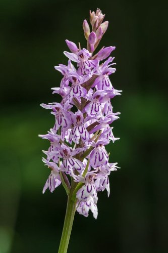 Common spotted orchid &copy; <a href="//commons.wikimedia.org/wiki/User:Uoaei1" title="User:Uoaei1">Uoaei1</a>