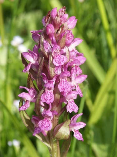 Dactylorhiza incarnata &copy; 