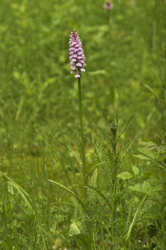 Dactylorhiza maculata &copy; <a href="//commons.wikimedia.org/wiki/User:LC-de" title="User:LC-de">Jörg Hempel</a>